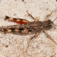 Austroicetes sp. (genus) (A grasshopper) at Melba, ACT - 14 Mar 2021 by kasiaaus