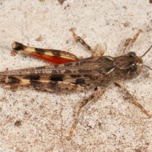 Austroicetes sp. (genus) at Melba, ACT - 14 Mar 2021 12:52 AM