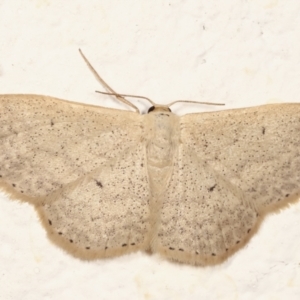 Scopula optivata at Melba, ACT - 14 Mar 2021 12:52 AM