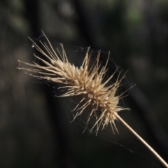 Echinopogon sp. (Hedgehog Grass) at Paddys River, ACT - 11 Feb 2021 by MichaelBedingfield