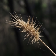Echinopogon sp. (Hedgehog Grass) at Tidbinbilla Nature Reserve - 11 Feb 2021 by michaelb