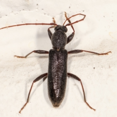 Oebarina ceresioides (Longhorn or longicorn beetle) at Melba, ACT - 13 Mar 2021 by kasiaaus