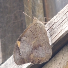 Heteronympha merope (Common Brown Butterfly) at Conder, ACT - 13 Feb 2021 by MichaelBedingfield