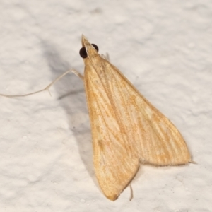 Antigastra catalaunalis (Spilomelinae) at Melba, ACT - 14 Mar 2021 12:55 AM