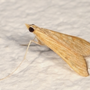 Antigastra catalaunalis (Spilomelinae) at Melba, ACT - 14 Mar 2021