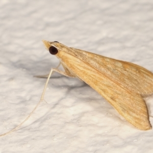 Antigastra catalaunalis (Spilomelinae) at Melba, ACT - 14 Mar 2021 12:55 AM