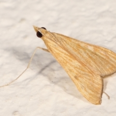 Antigastra catalaunalis (Spilomelinae) at Melba, ACT - 14 Mar 2021 12:55 AM