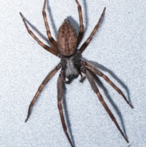 Badumna sp. (genus) at Melba, ACT - 14 Mar 2021 01:00 AM