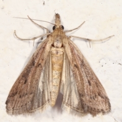 Faveria tritalis (Couchgrass Webworm) at Melba, ACT - 14 Mar 2021 by kasiaaus