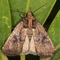 Proteuxoa provisional species 2 (A Noctuid moth) at Melba, ACT - 13 Mar 2021 by kasiaaus