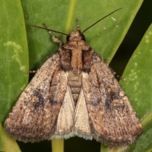 Proteuxoa provisional species 2 at Melba, ACT - 14 Mar 2021 02:08 AM