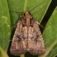 Proteuxoa provisional species 2 at Melba, ACT - 14 Mar 2021 02:08 AM