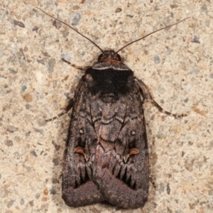 Proteuxoa bistrigula at Melba, ACT - 14 Mar 2021