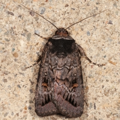Proteuxoa bistrigula (An Owlet Moth) at Melba, ACT - 13 Mar 2021 by kasiaaus