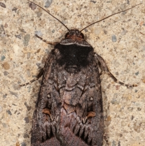 Proteuxoa bistrigula at Melba, ACT - 14 Mar 2021