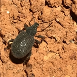 Otiorhynchus (genus) at Garran, ACT - 10 Mar 2021 10:02 PM