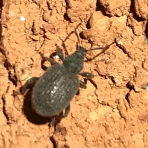 Otiorhynchus (genus) at Garran, ACT - 10 Mar 2021 10:02 PM