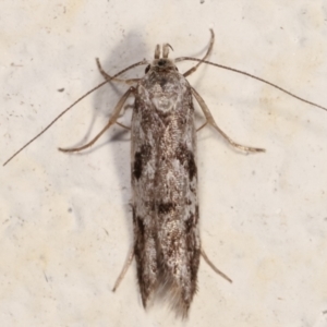 Oxythecta (genus) at Melba, ACT - 14 Mar 2021