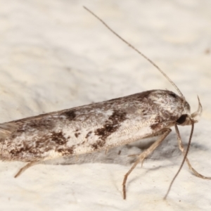 Oxythecta (genus) at Melba, ACT - 14 Mar 2021