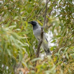 Coracina novaehollandiae (Black-faced Cuckooshrike) at Mcleods Creek Res (Gundaroo) - 20 Mar 2021 by trevsci