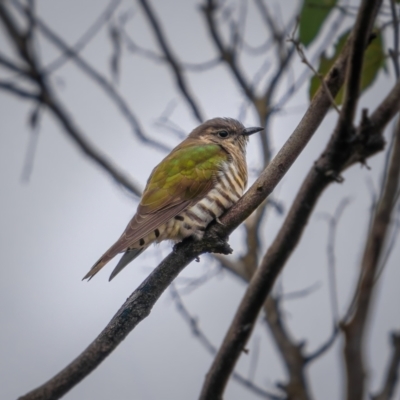 Chrysococcyx lucidus (Shining Bronze-Cuckoo) at Gundaroo, NSW - 20 Mar 2021 by trevsci