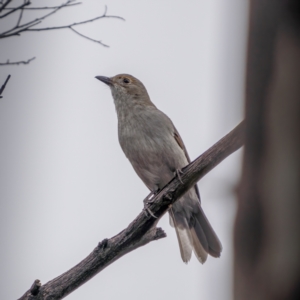 Colluricincla harmonica at Gundaroo, NSW - 20 Mar 2021