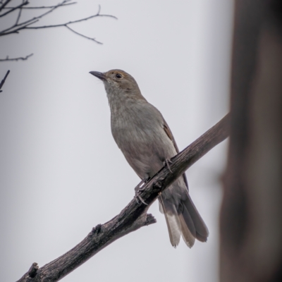 Colluricincla harmonica (Grey Shrikethrush) at Mcleods Creek Res (Gundaroo) - 20 Mar 2021 by trevsci