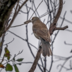 Colluricincla harmonica at Gundaroo, NSW - 20 Mar 2021