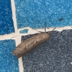 Oecophoridae (family) (Unidentified Oecophorid concealer moth) at Sullivans Creek, Lyneham South - 11 Mar 2021 by Tapirlord