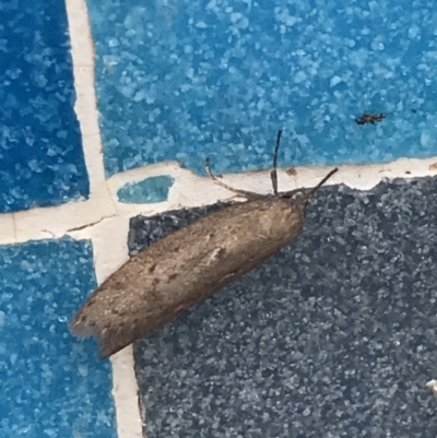 Oecophoridae (family) (Unidentified Oecophorid concealer moth) at Lyneham, ACT - 11 Mar 2021 by Tapirlord