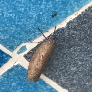 Oecophoridae (family) at Lyneham, ACT - suppressed