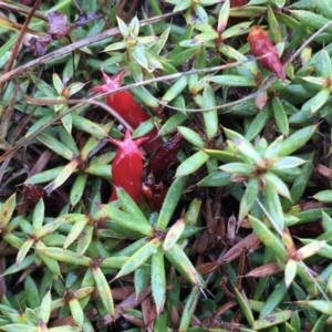 Styphelia humifusum at Lower Boro, NSW - 17 Mar 2021