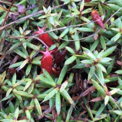 Styphelia humifusum (Cranberry Heath) at Lower Boro, NSW - 17 Mar 2021 by mcleana