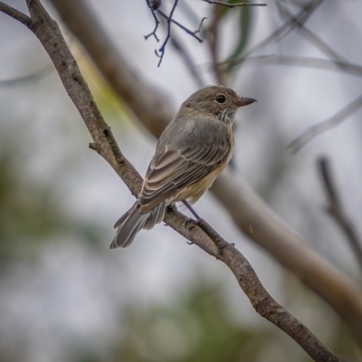 Pachycephala rufiventris (Rufous Whistler) at Gundaroo, NSW - 20 Mar 2021 by trevsci