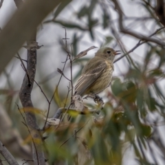 Pachycephala rufiventris at Gundaroo, NSW - 20 Mar 2021