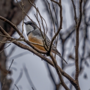 Pachycephala rufiventris at Gundaroo, NSW - 20 Mar 2021