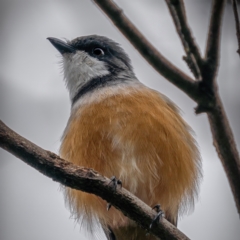 Pachycephala rufiventris at Gundaroo, NSW - 20 Mar 2021