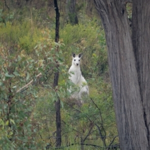 Macropus giganteus at Gundaroo, NSW - 20 Mar 2021 01:05 PM