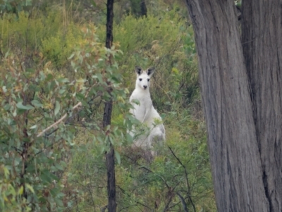 Macropus giganteus (Eastern Grey Kangaroo) at Gundaroo, NSW - 20 Mar 2021 by trevsci