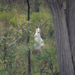 Macropus giganteus (Eastern Grey Kangaroo) at Mcleods Creek Res (Gundaroo) - 20 Mar 2021 by trevsci