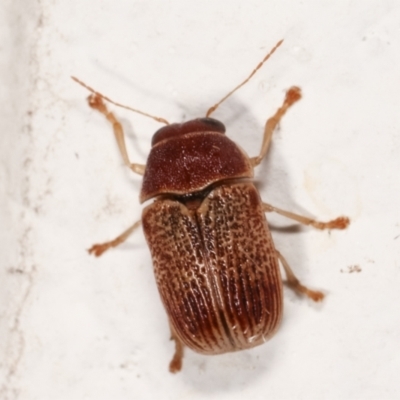 Cadmus sp. (genus) (Unidentified Cadmus leaf beetle) at Melba, ACT - 13 Mar 2021 by kasiaaus
