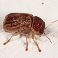 Cadmus sp. (genus) at Melba, ACT - 14 Mar 2021