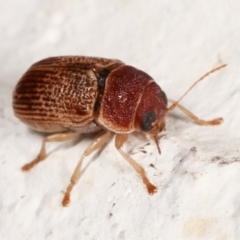 Cadmus sp. (genus) at Melba, ACT - 14 Mar 2021