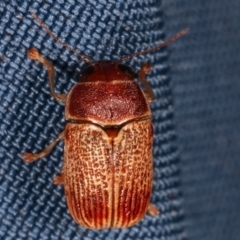 Cadmus sp. (genus) at Melba, ACT - 14 Mar 2021