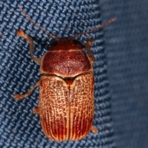 Cadmus sp. (genus) at Melba, ACT - 14 Mar 2021