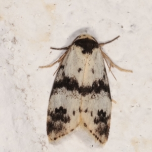 Thallarcha sparsana at Melba, ACT - 14 Mar 2021 02:46 AM