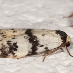 Thallarcha sparsana at Melba, ACT - 14 Mar 2021