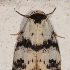 Thallarcha sparsana at Melba, ACT - 14 Mar 2021 02:46 AM