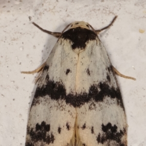 Thallarcha sparsana at Melba, ACT - 14 Mar 2021