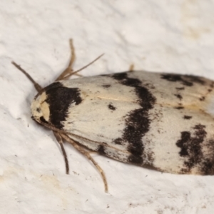 Thallarcha sparsana at Melba, ACT - 14 Mar 2021 02:46 AM